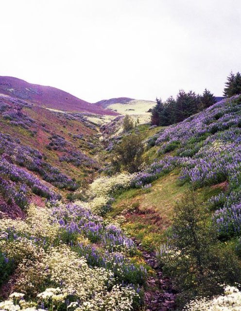 nature